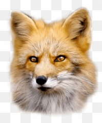 Fennec Fox Png - Red Fox,Fennec Fox Png