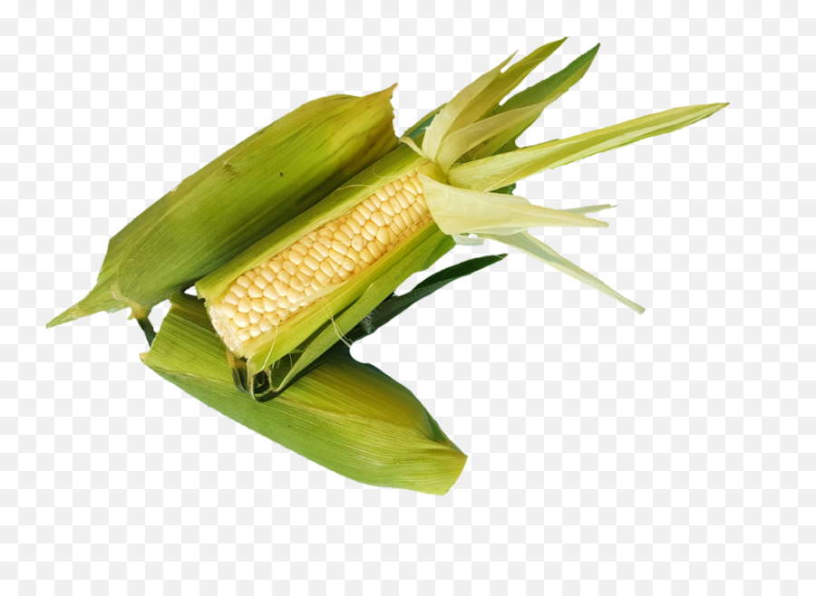 Corn - Corn On The Cob Png,Corn On The Cob Png