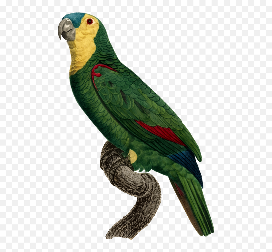 Green Parrot Drawing - Passaros Png,Parrot Transparent