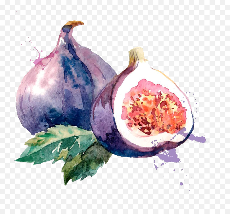 Clip Art Royalty Free Common Fig Watercolor Painting - Png Watercolour Painting Fruit,Watercolor Stroke Png