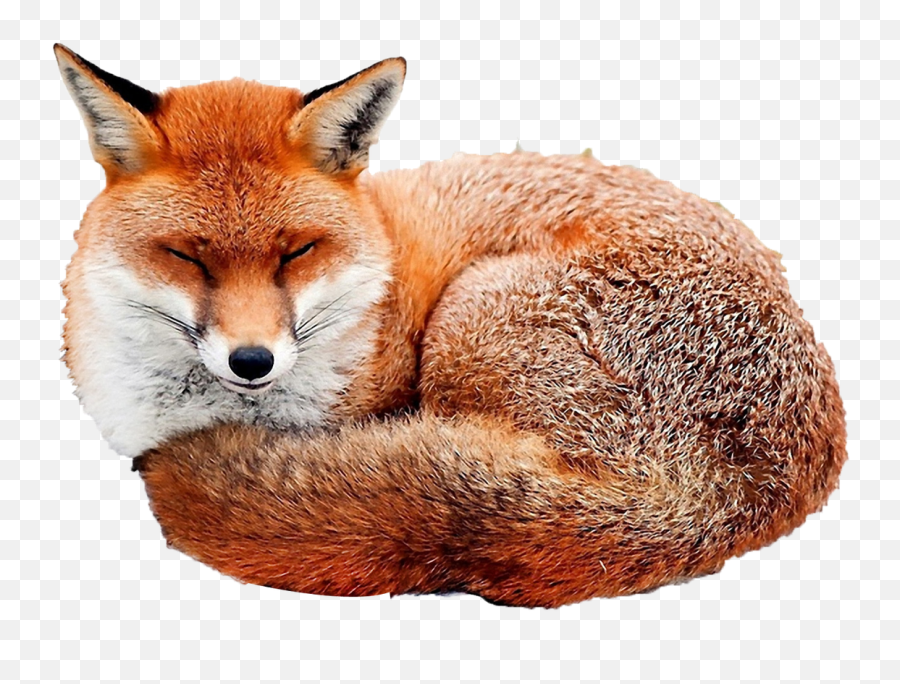 Free Transparent Red Fox Png Download - Curled Up Sleeping Fox,Fox Transparent Background