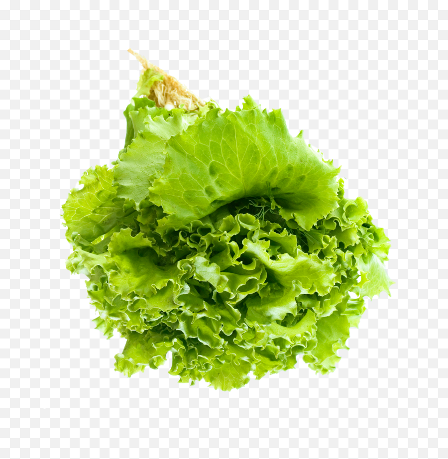 Salad Leaf Png Image - Lettuce Salad Transparent Background,Salad Png