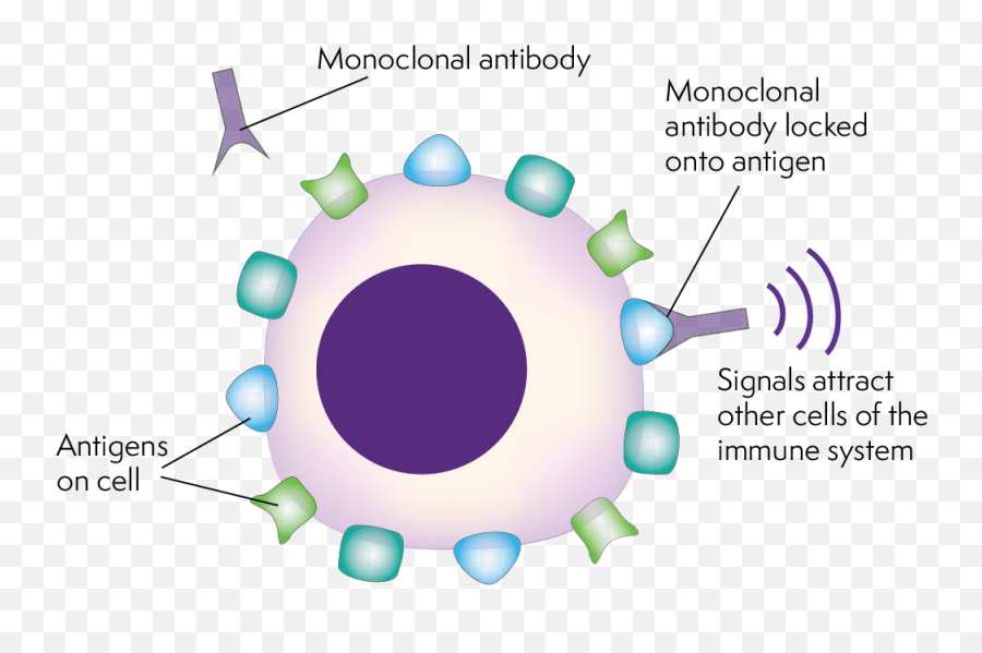 Lymphoma Action - Monoclonal Antibodies Cancer Treatment Png,Antibody Png