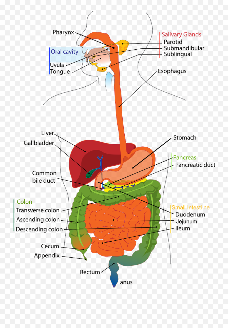 Digestive System Human - Organs In Lower Left Abdomen Png,Digestive System Png