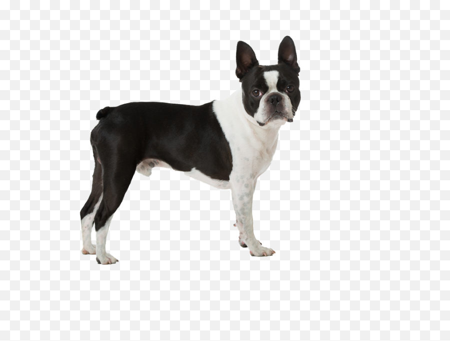 Download Boston Terrier Pricing - Boston Terrier Clipart Transparent Background Png,Boston Terrier Png