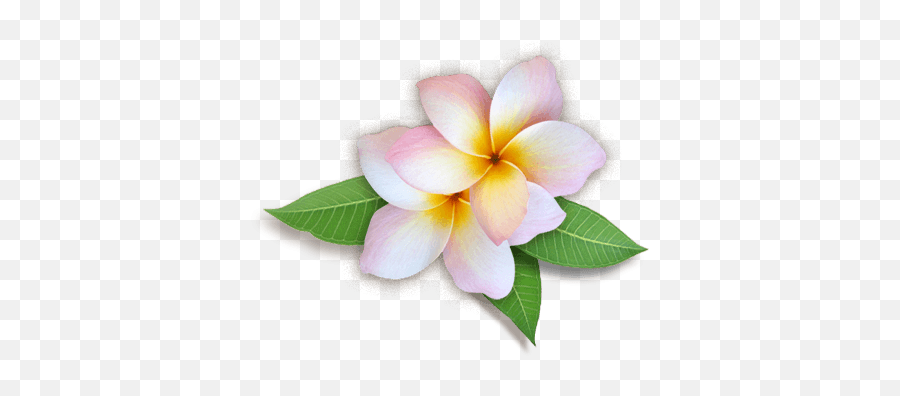 Plumeria Flowers Png Hd - Plumeria Png,Rose Png Hd