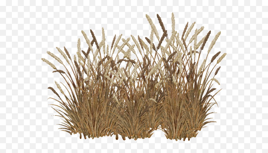 Red Fountain Grass Png Transparent - Red Grass Png,Fountain Grass Png
