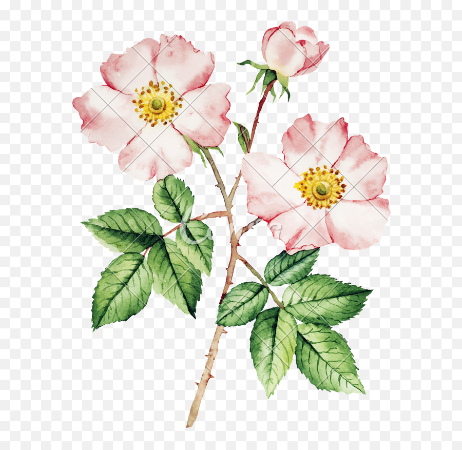 Botanical Wild Rose Flower Watercolor - Rose Bush Watercolor Botanical Wild Rose Flower Png,Watercolor Rose Png