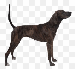 Treeing Tennessee Brindle - Tennessee Treeing Brindle Png,Alpha Icon Dog Clothes