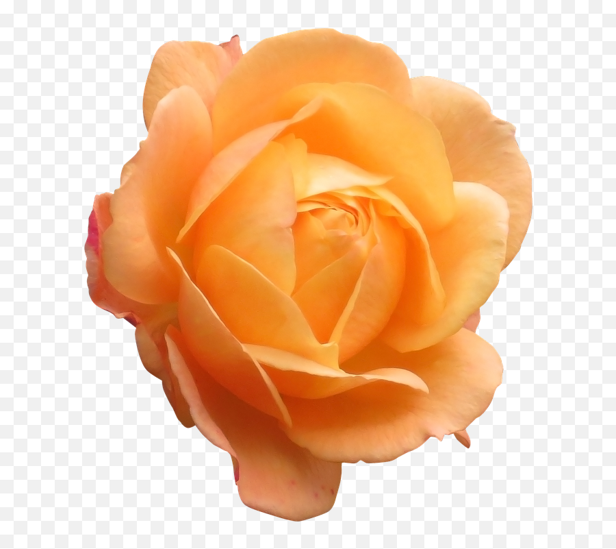 Orange Rose Png 1 Image - Orange Flower Png,Real Rose Png