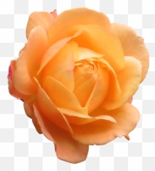 Orange Rose Png 1 Image - Orange Flower Png,Real Rose Png
