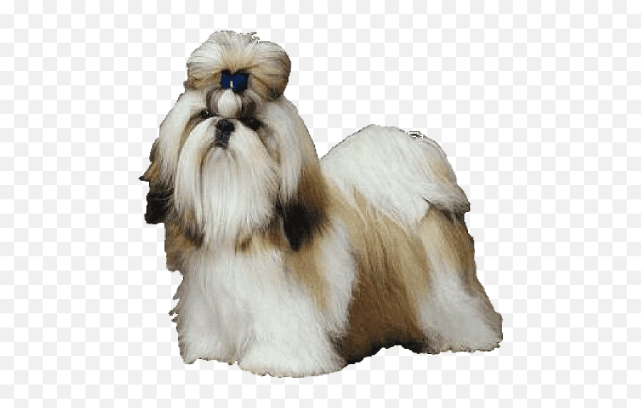 Shih Tzuture Pnglib U2013 Free Png Library - Emperor Gestahl,Shih Tzu Icon