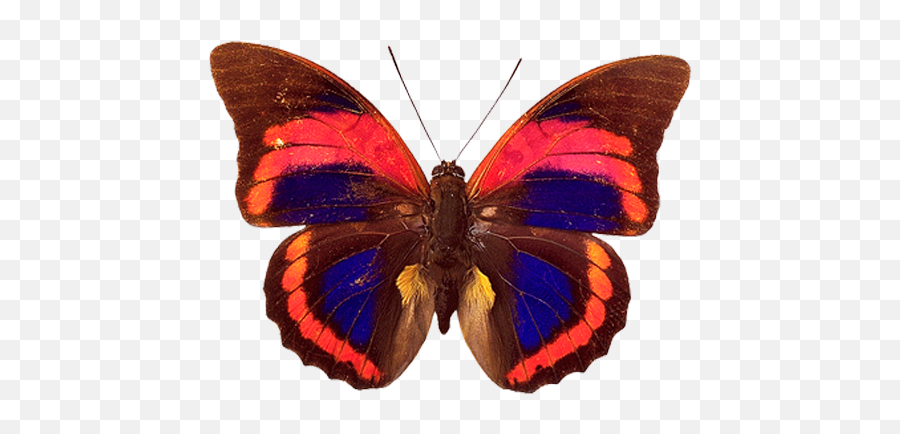 Prepona Praeneste Confusa Butterfly Watercolor Beautiful - Prepona Praeneste Buckleyana Png,Caterpillar Transparent Background