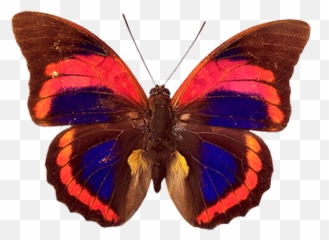 Prepona Praeneste Confusa Butterfly Watercolor Beautiful - Prepona Praeneste Buckleyana Png,Caterpillar Transparent Background