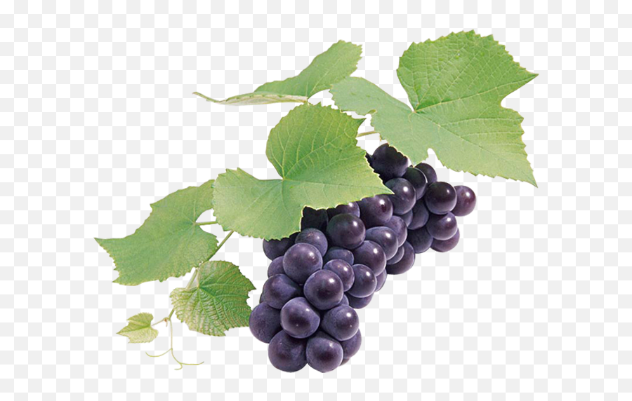 Grapes Png Hd - Grape Seed Png,Grapes Png