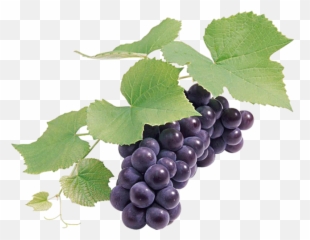 Grapes Png Hd - Grape Seed Png,Grapes Png