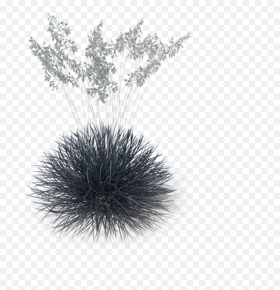 Luxury Homes And Distinctive Properties For Sale - Era Real Festuca Glauca Png,Ornamental Grass Png