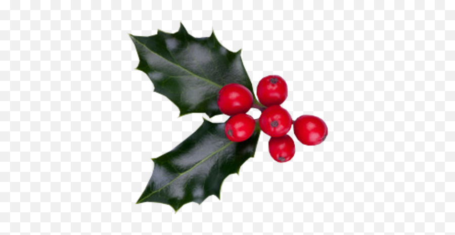 Download Christmas Berries Psd - Christmas Berries Png Image Christmas Berries,Berries Png