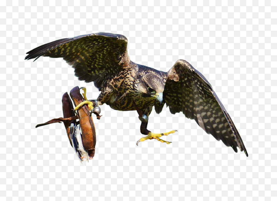 Download Free Falcon Birds Png Transparent Images - Bird Attack Png Icon,Falcon Png
