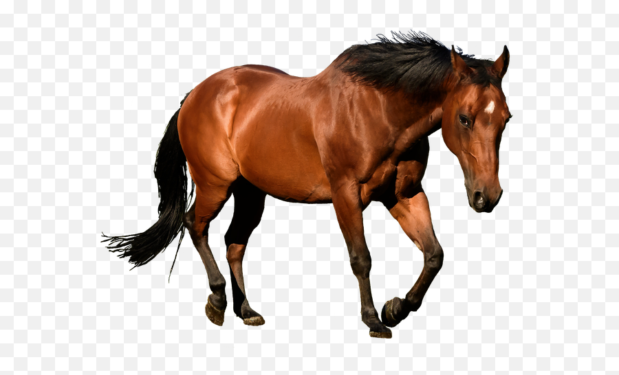 Horses Png Images Free - Horse Png,Horse Transparent Png