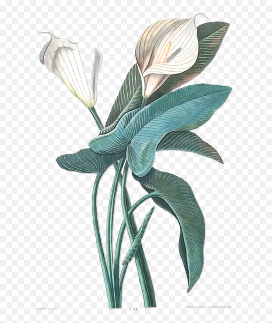 Download Hd Flower Drawing Botany Botanical Illustration - White Calla Lily Illustration Png,Flower Illustration Png