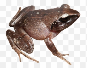Frog Clip Art - Transparent Background Transparent Frog Png,Frog Clipart Png