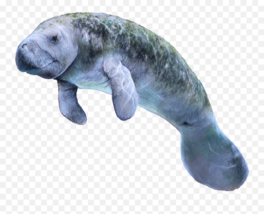 African Manatees Omnivorous - Manatee Png,Manatee Png