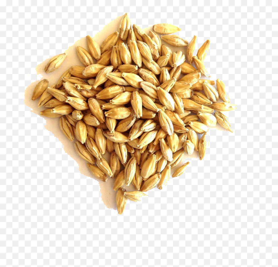Barley Grain Png File - In English,Barley Png