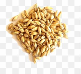 Barley Grain Png File - In English,Barley Png