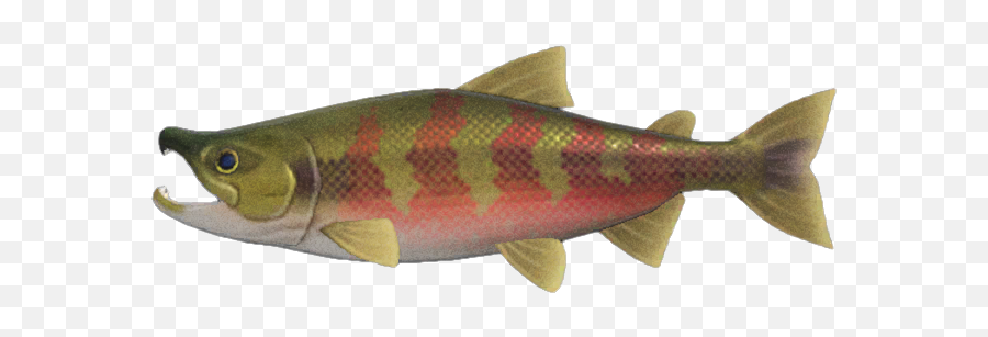 Salmon - Salmon From Animal Crossing Png,Salmon Png