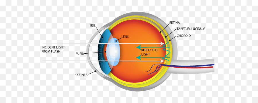 Why Do Human Eyes Glow Red - Cat Eye Tapetum Lucidum Png,Red Eye Glow Png