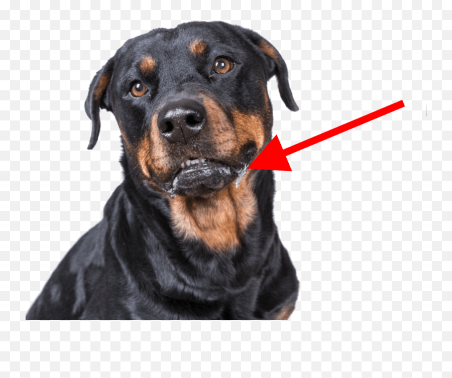Do Rottweilers Drool A Lot Or Little Dog Breeds List - Do Rottweilers Drool Png,Drool Png