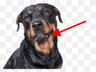 Do Rottweilers Drool A Lot Or Little Dog Breeds List - Do Rottweilers Drool Png,Drool Png