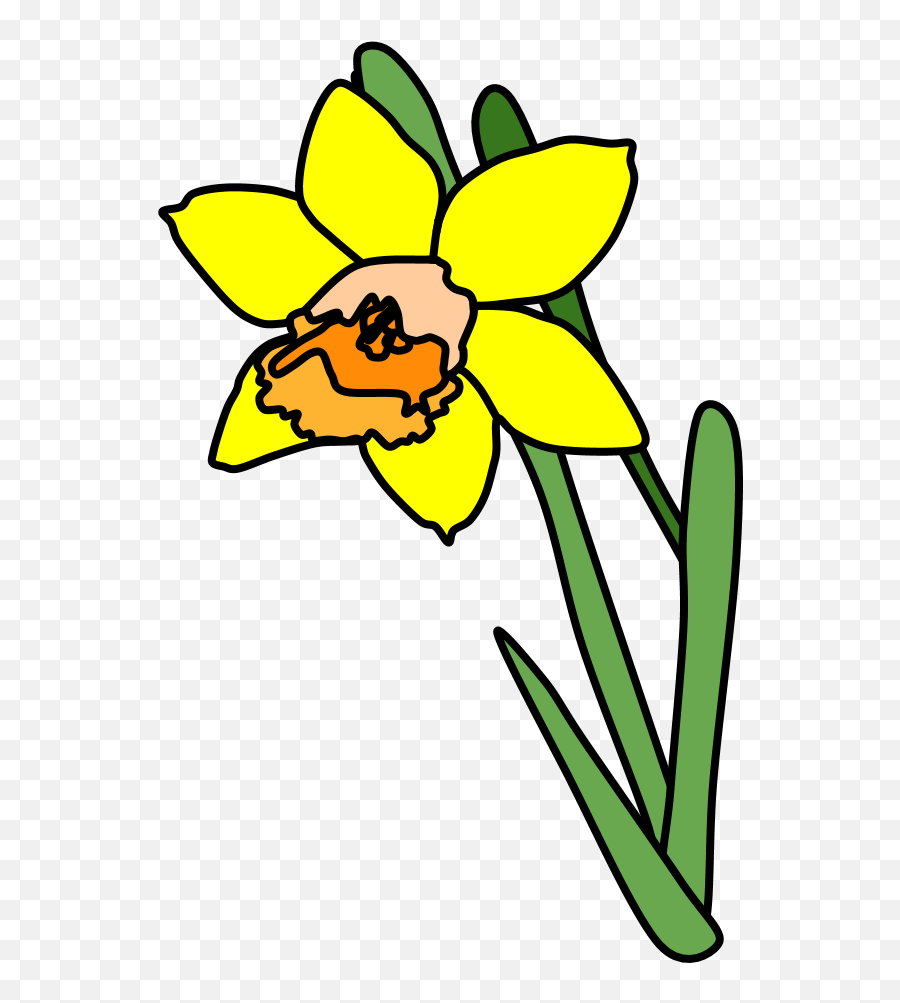 Daffodils Png Daffodil