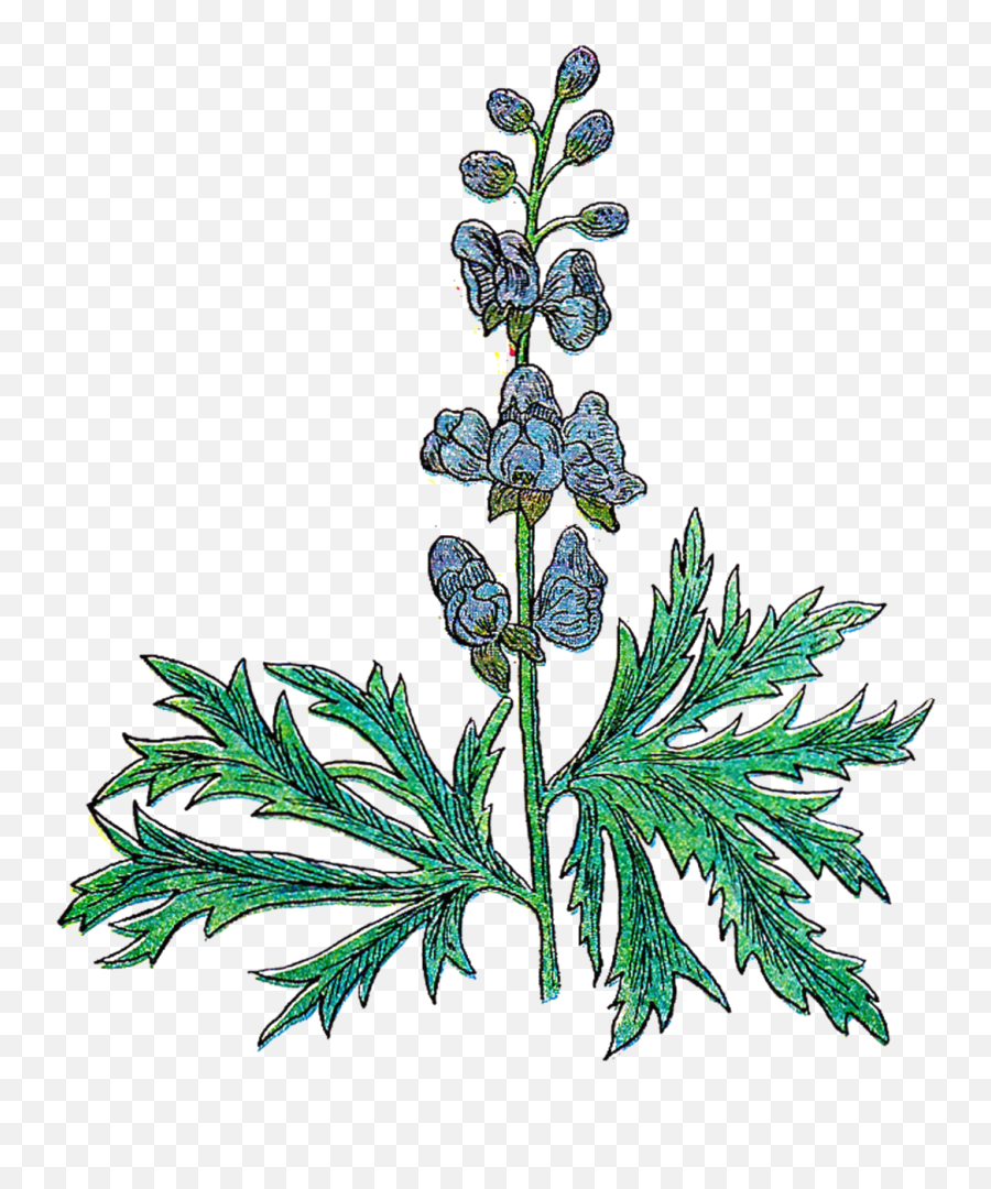 Vintage Herb Png Transparent - Free Botanical Clipart,Herb Png