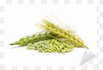 Cebada Y Trigo Sticker Pixers - Wheat And Barley Png,Trigo Png