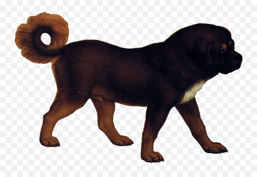 Transparent - Tibetan Mastiff Png,Number 4 Transparent Background