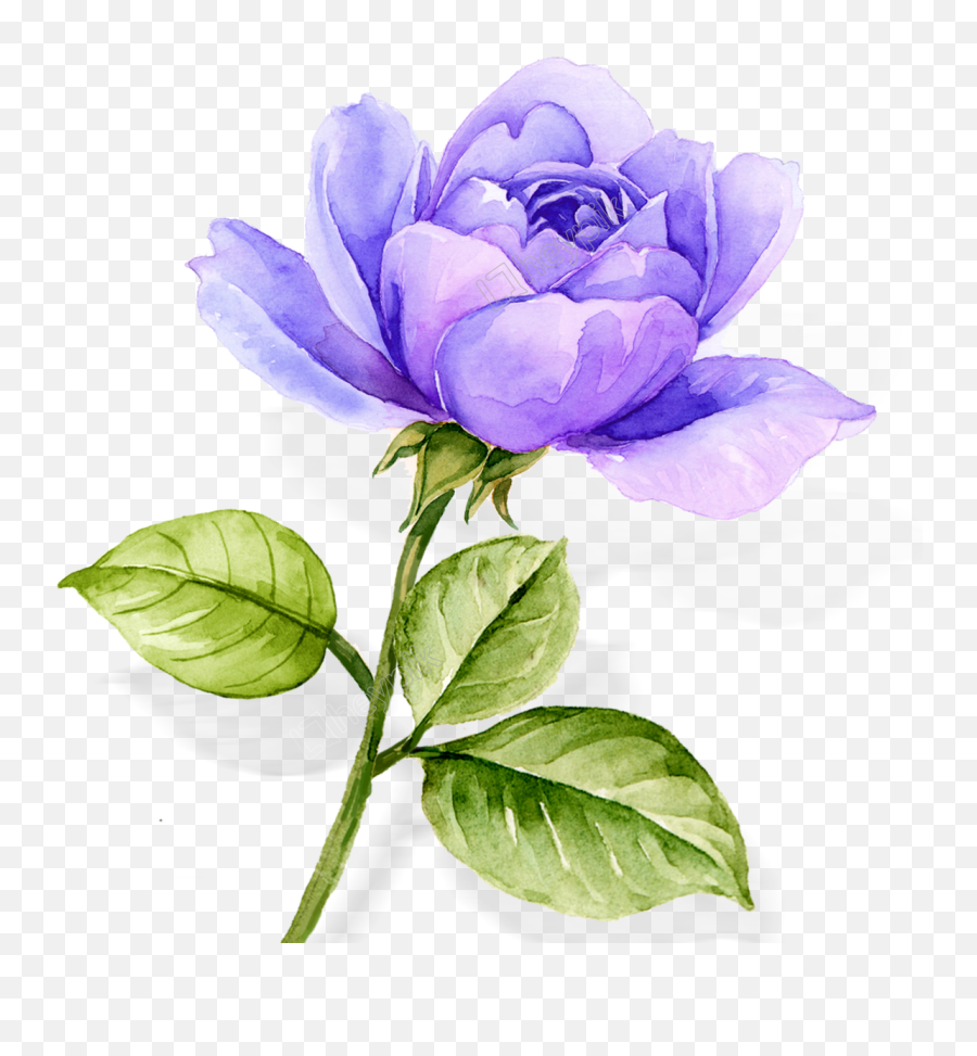 Atmospheric Watercolor Hand Painted Blue Purple Rose Flower - Purple Watercolor Flowers Transparent Png,Purple Flowers Png