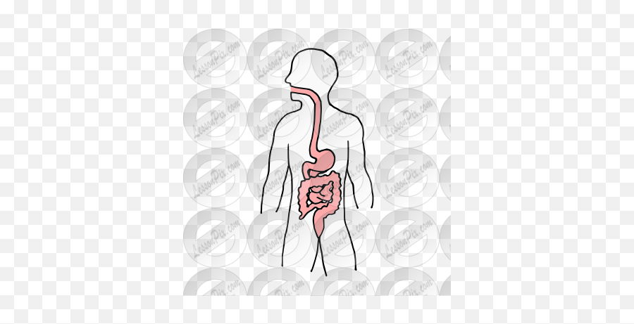 Digestive System Picture For Classroom Therapy Use - Great Language Png,Digestive System Png