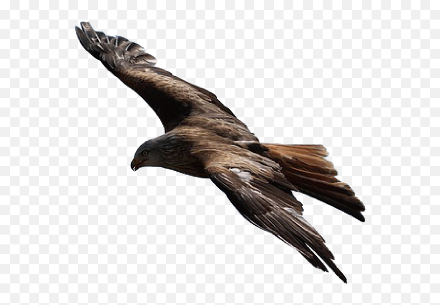 Adler Raptor Bird Of Prey - Flying Golden Eagle Transparent Background Png,Prey Png