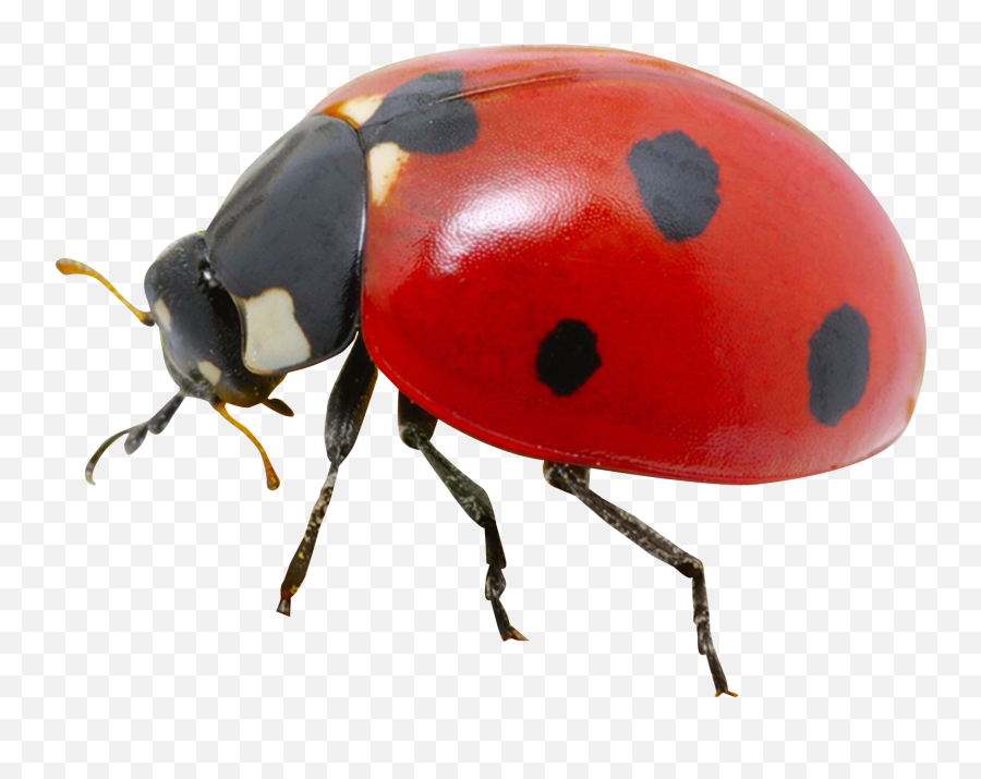 Ladybug Png Image - Lady Bug Transparent Background,Bugs Png
