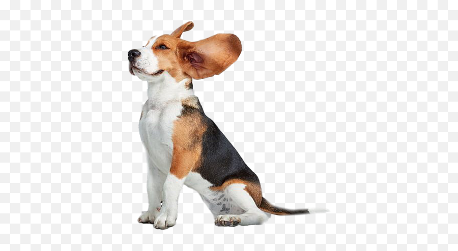 Beagle Png Transparent Images All - Beagle Png,Funny Dog Png