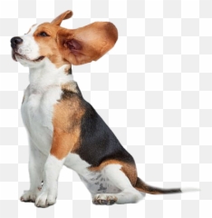 Beagle Png Transparent Images All - Beagle Png,Funny Dog Png