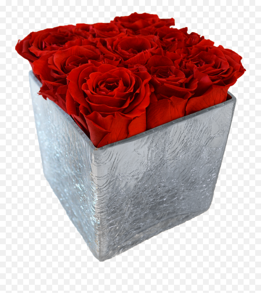Glass Cube - Garden Roses Png,Real Rose Png