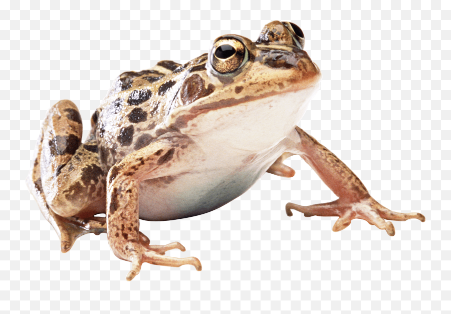 Brown Frog Transparent Png - Wood Frog Transparent Background,Transparent Frog