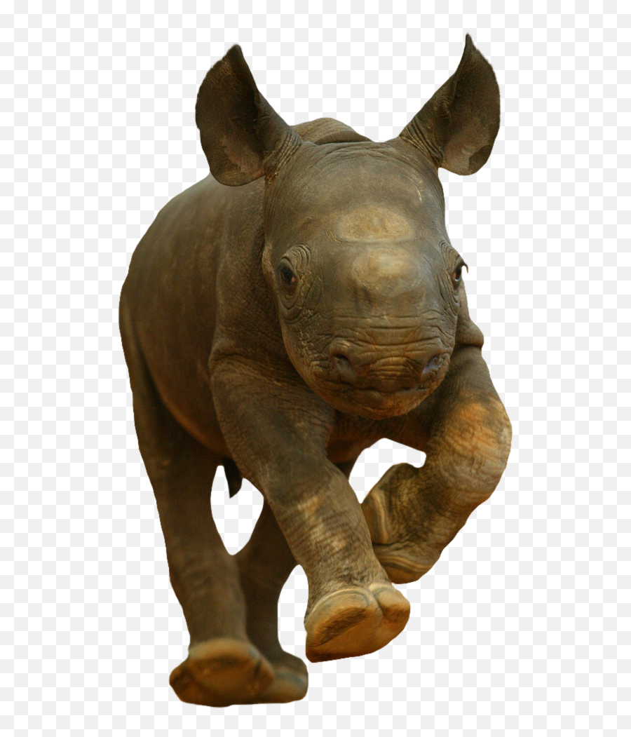 Download Animalbaby Rhino - Rhino Kitten Png Image With No Transparent Baby Rhino Png,Rhino Png