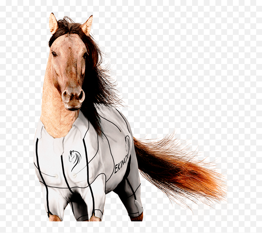 Ekinox Tech Equine Technology Home - Horse Running Png,Caballo Png