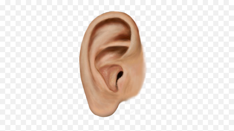 Ear Free Png Photo Images And Clipart - Ear Png,Ear Png