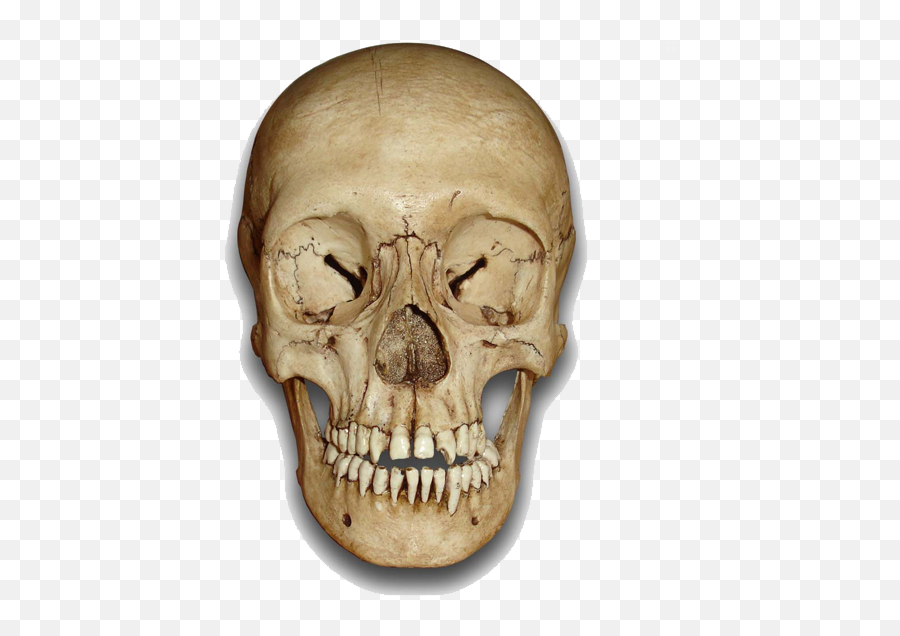 Download Hd Skeleton Head Png File - Head Skull Human Free,Skull Head Png