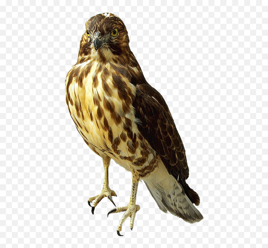 Hq Falcon Png Transparent - Peregrine Falcon Falcon Transparent Background,Falcon Png